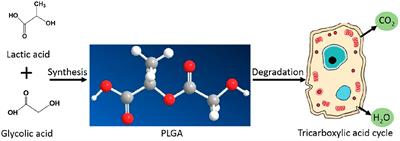 The Design of Poly(lactide-co-glycolide) Nanocarriers for Medical Applications